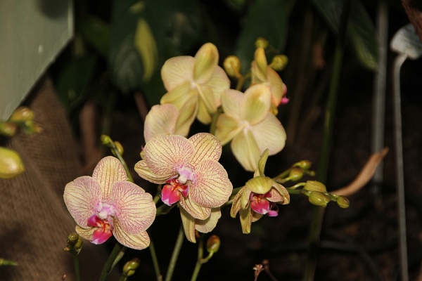 Phalaenopsis   074.jpg